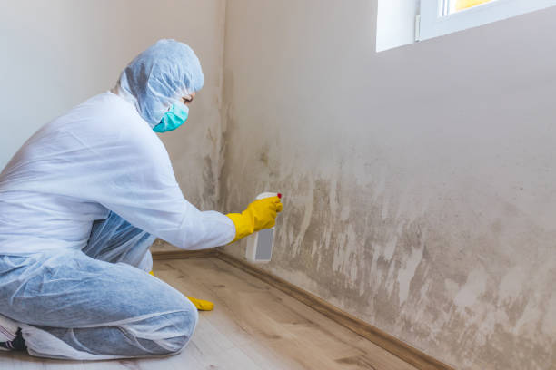 Licensed Black Mold Removal service in Lyndhurst, NJ - WQB Mold Removal