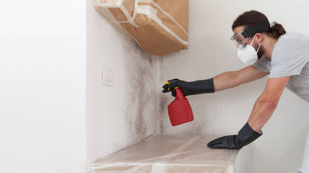 Professional Black Mold Removal technician working in Lyndhurst, NJ
