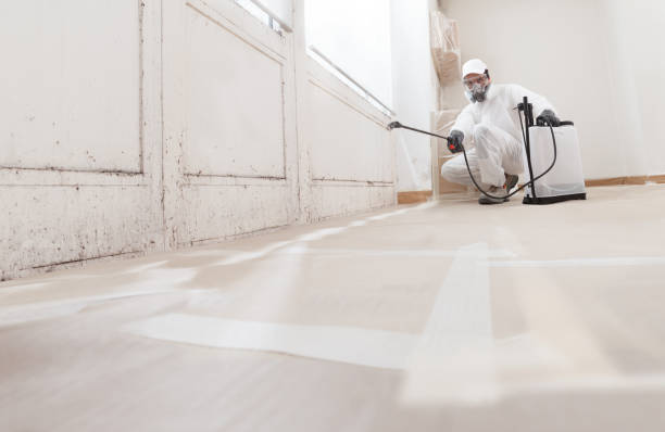Trusted Black Mold Removal service in Lyndhurst, NJ - WQB Mold Removal