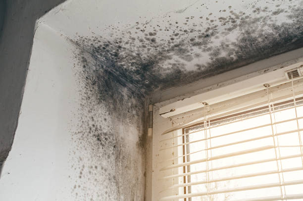 Affordable Black Mold Removal solutions in Lyndhurst, NJ