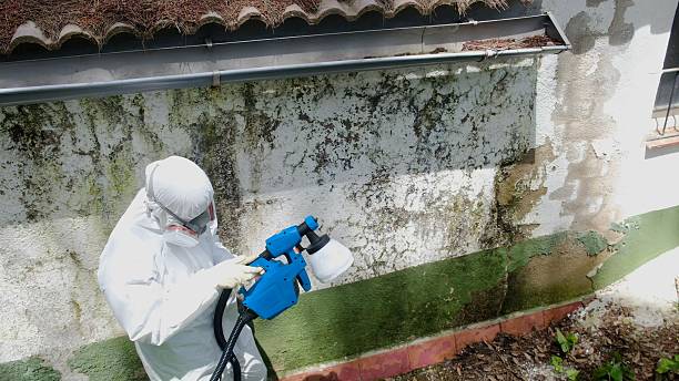 Top rated local Black Mold Removal specialists in Lyndhurst, NJ